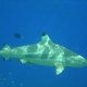 61- Requin pointe noire et son remora 